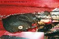 Foto Annunci Incontri Mistress Padova Fantasia 3485930348 - 150