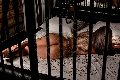 Foto Annunci Incontri Transescort Parma Bruna Xxl 3295914684 - 55