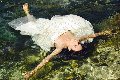 Foto Annunci Incontri Transescort Victoria Luxo 0041766140309 - 63
